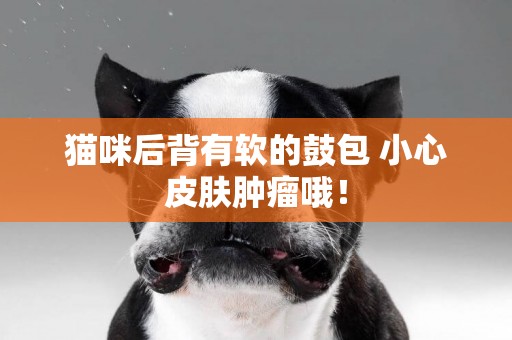 貓咪后背有軟的鼓包 小心皮膚腫瘤哦！