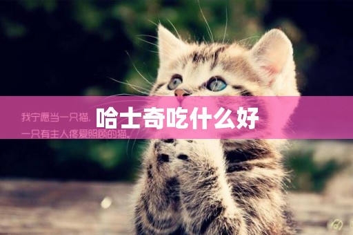 哈士奇吃什么好