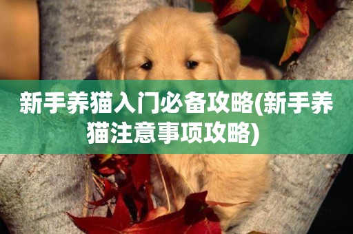 新手養貓入門必備攻略(新手養貓注意事項攻略) 