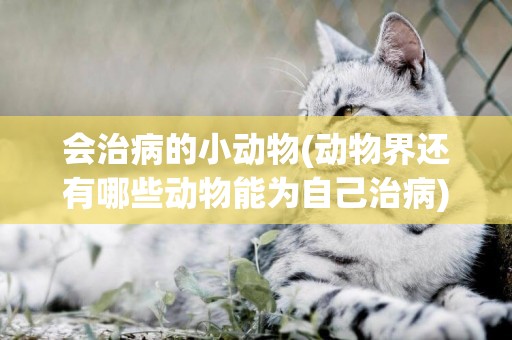 會治病的小動物(動物界還有哪些動物能為自己治病) 