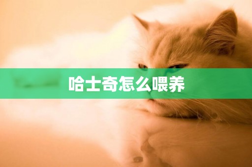 哈士奇怎么喂養