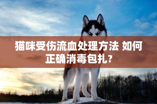 貓咪受傷流血處理方法 如何正確消毒包扎?
