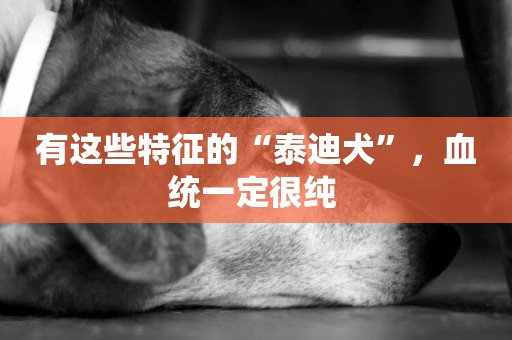 有這些特征的“泰迪犬”，血統一定很純 