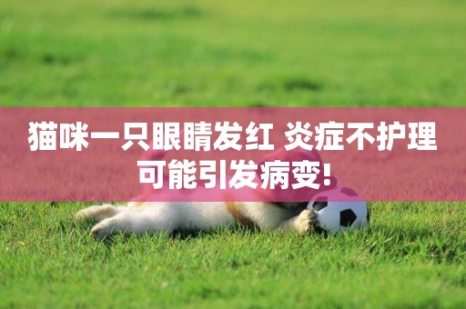 貓咪一只眼睛發紅 炎癥不護理可能引發病變!
