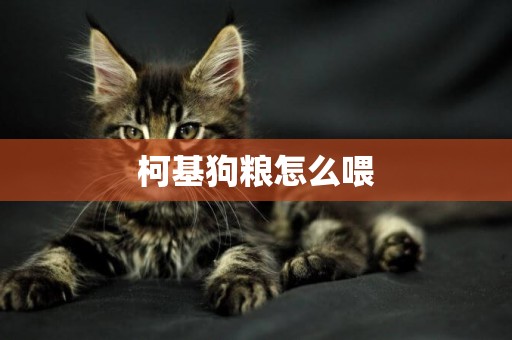 柯基狗糧怎么喂