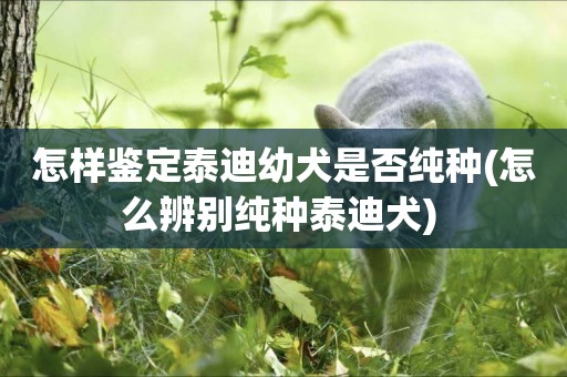 怎樣鑒定泰迪幼犬是否純種(怎么辨別純種泰迪犬) 