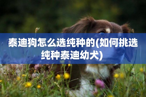 泰迪狗怎么選純種的(如何挑選純種泰迪幼犬) 