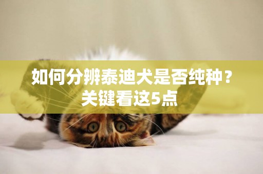 如何分辨泰迪犬是否純種？關鍵看這5點 