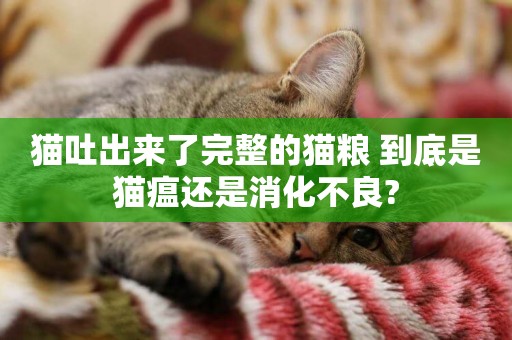貓吐出來了完整的貓糧 到底是貓瘟還是消化不良?