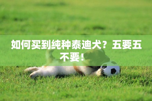 如何買到純種泰迪犬？五要五不要！ 