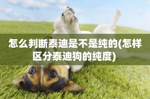 怎么判斷泰迪是不是純的(怎樣區分泰迪狗的純度) 