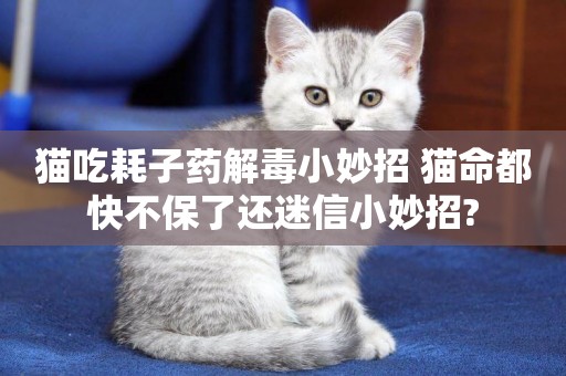 貓吃耗子藥解毒小妙招 貓命都快不保了還迷信小妙招?