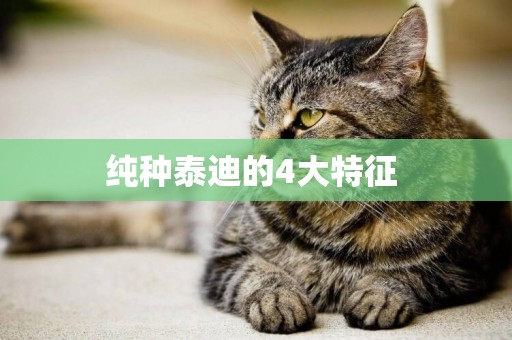 純種泰迪的4大特征 