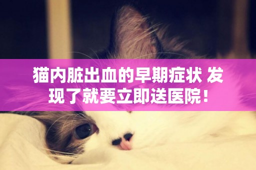 貓內臟出血的早期癥狀 發現了就要立即送醫院！
