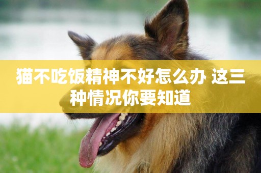 貓不吃飯精神不好怎么辦 這三種情況你要知道