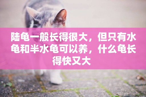陸龜一般長得很大，但只有水龜和半水龜可以養，什么龜長得快又大 