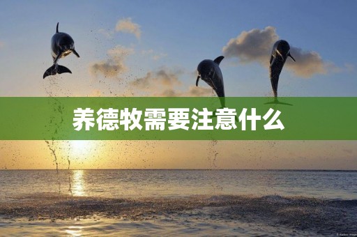 養德牧需要注意什么