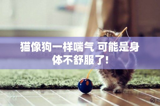 貓像狗一樣喘氣 可能是身體不舒服了!