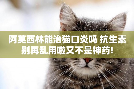 阿莫西林能治貓口炎嗎 抗生素別再亂用啦又不是神藥!