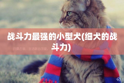 戰斗力最強的小型犬(細犬的戰斗力) 