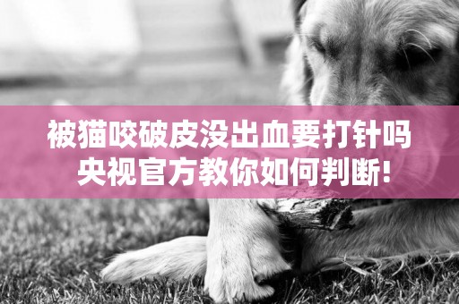 被貓咬破皮沒出血要打針嗎 央視官方教你如何判斷!