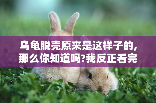 烏龜脫殼原來是這樣子的,那么你知道嗎?我反正看完漲見識了 