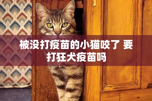 被沒打疫苗的小貓咬了 要打狂犬疫苗嗎