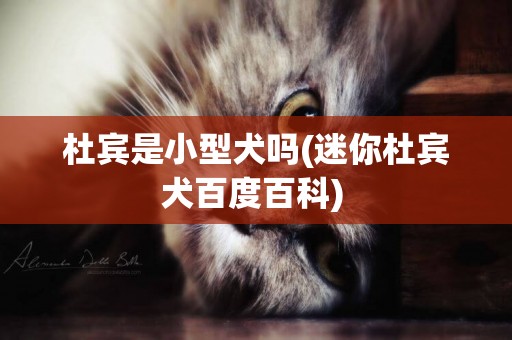 杜賓是小型犬嗎(迷你杜賓犬百度百科) 