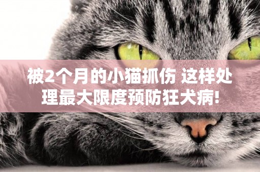 被2個月的小貓抓傷 這樣處理最大限度預防狂犬病!