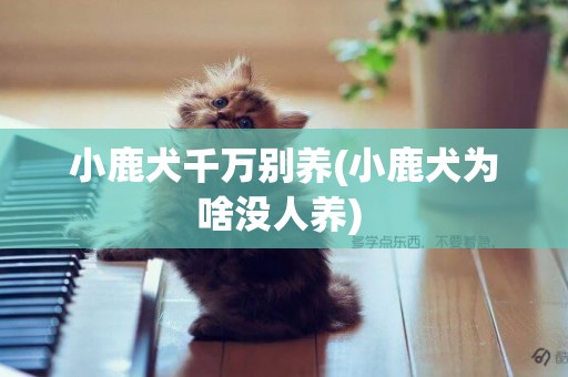 小鹿犬千萬別養(小鹿犬為啥沒人養) 