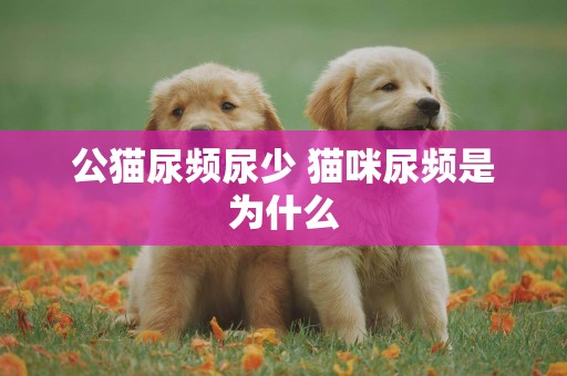 公貓尿頻尿少 貓咪尿頻是為什么