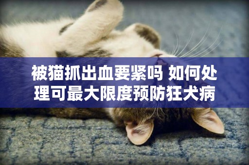 被貓抓出血要緊嗎 如何處理可最大限度預防狂犬病
