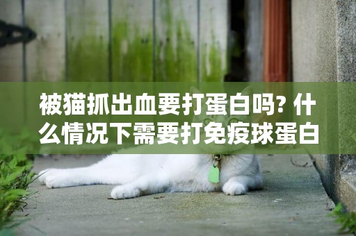 被貓抓出血要打蛋白嗎? 什么情況下需要打免疫球蛋白?