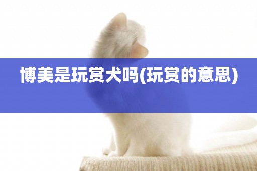博美是玩賞犬嗎(玩賞的意思) 