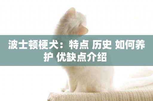波士頓梗犬：特點 歷史 如何養護 優缺點介紹 
