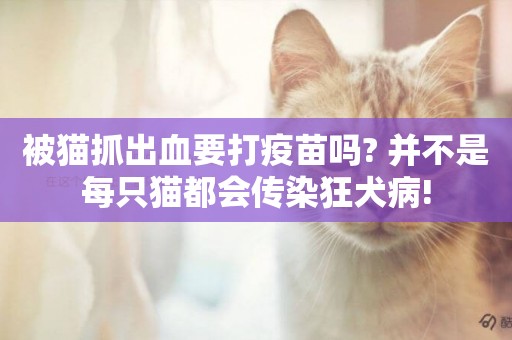被貓抓出血要打疫苗嗎? 并不是每只貓都會傳染狂犬病!
