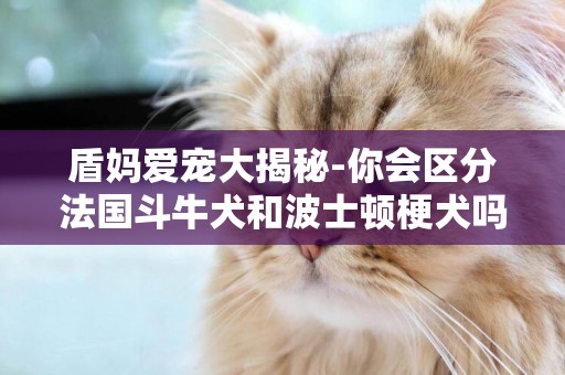 盾媽愛寵大揭秘-你會區分法國斗牛犬和波士頓梗犬嗎？ 