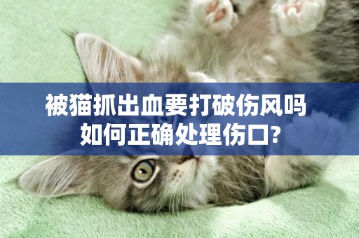 被貓抓出血要打破傷風嗎 如何正確處理傷口?