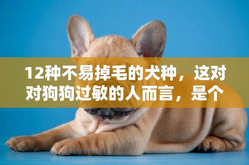 12種不易掉毛的犬種，這對對狗狗過敏的人而言，是個好消息 