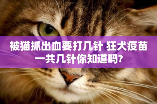 被貓抓出血要打幾針 狂犬疫苗一共幾針你知道嗎?