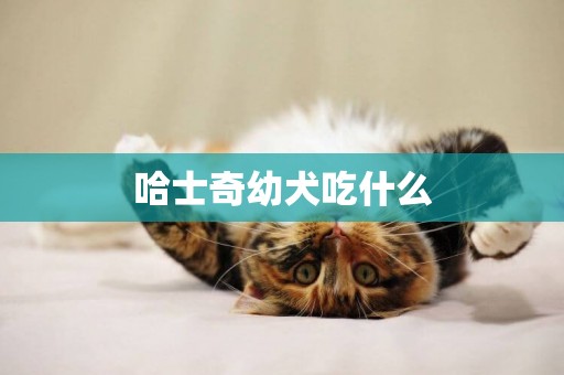 哈士奇幼犬吃什么