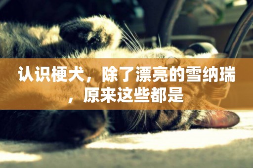 認識梗犬，除了漂亮的雪納瑞，原來這些都是 