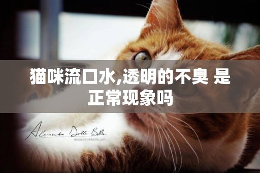 貓咪流口水,透明的不臭 是正常現象嗎