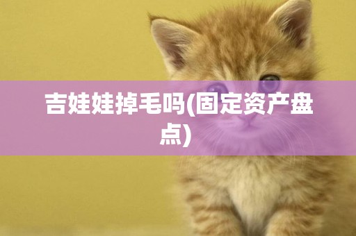 吉娃娃掉毛嗎(固定資產盤點) 