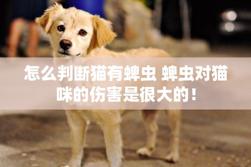怎么判斷貓有蜱蟲 蜱蟲對貓咪的傷害是很大的！