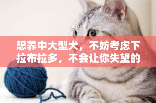 想養中大型犬，不妨考慮下拉布拉多，不會讓你失望的 