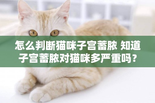 怎么判斷貓咪子宮蓄膿 知道子宮蓄膿對貓咪多嚴重嗎？