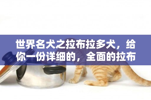世界名犬之拉布拉多犬，給你一份詳細的，全面的拉布拉多犬攻略 