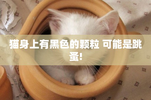 貓身上有黑色的顆粒 可能是跳蚤!