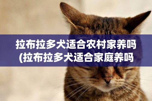 拉布拉多犬適合農村家養嗎(拉布拉多犬適合家庭養嗎) 